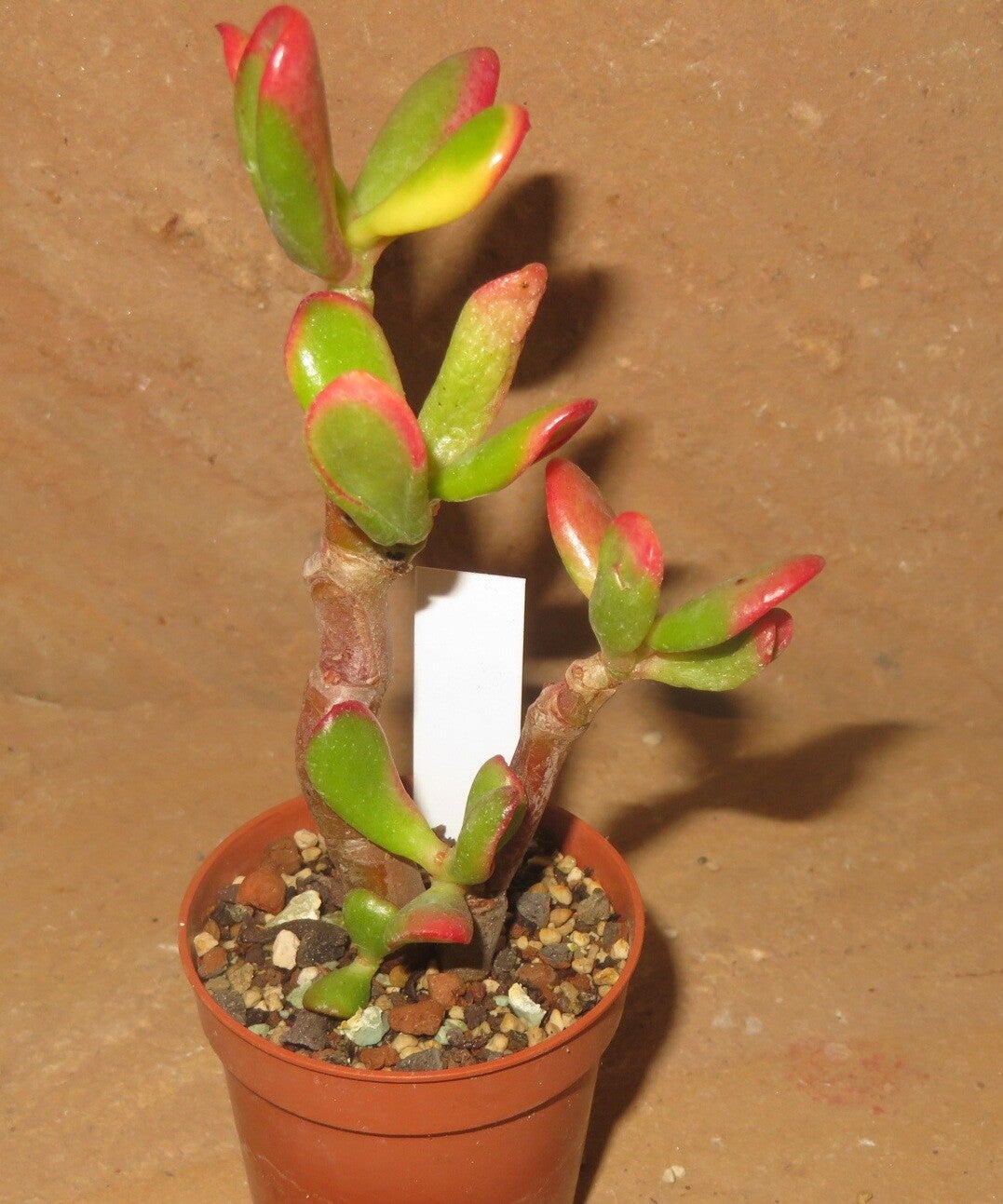 Crassula argentea cv Hobbit variegata