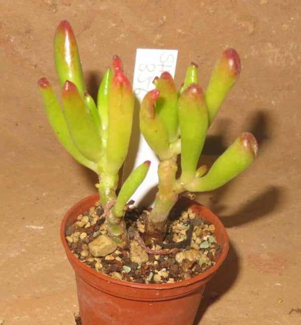 Crassula argentea cv Gollum