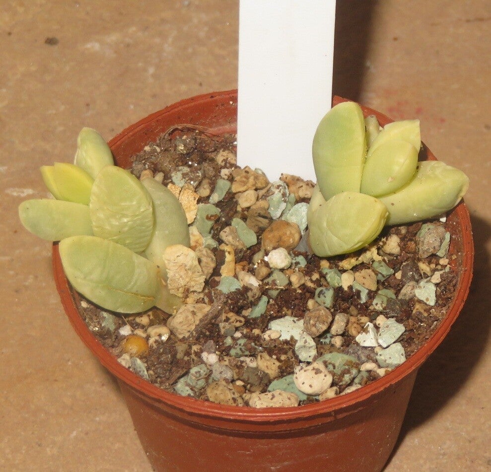 Delosperma lehmannii variegata Golden Clone
