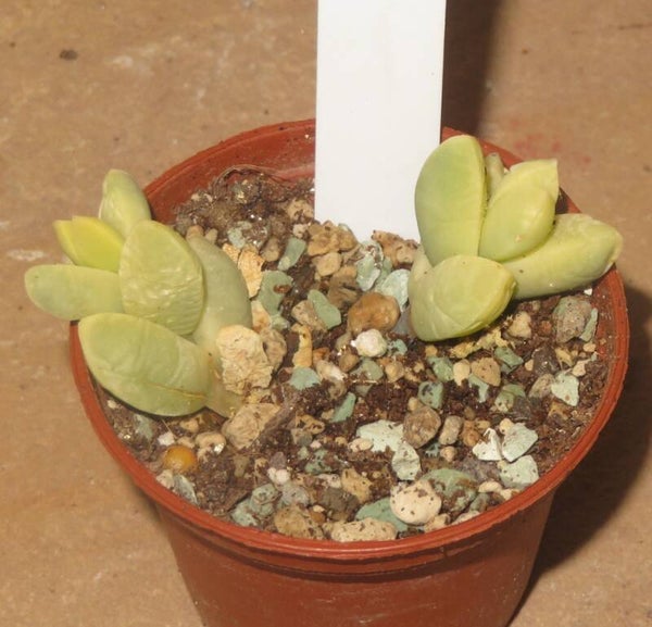Delosperma lehmannii variegata Golden Clone