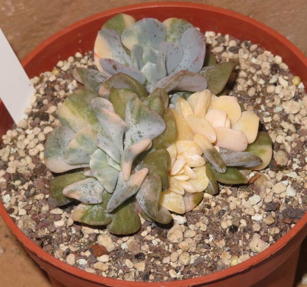 Echeveria cv cubic frost variegata GRUPPE