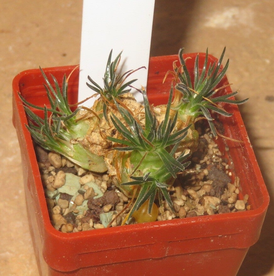 Ornithogalum sardienii minor form– Bulb / Zwiebel