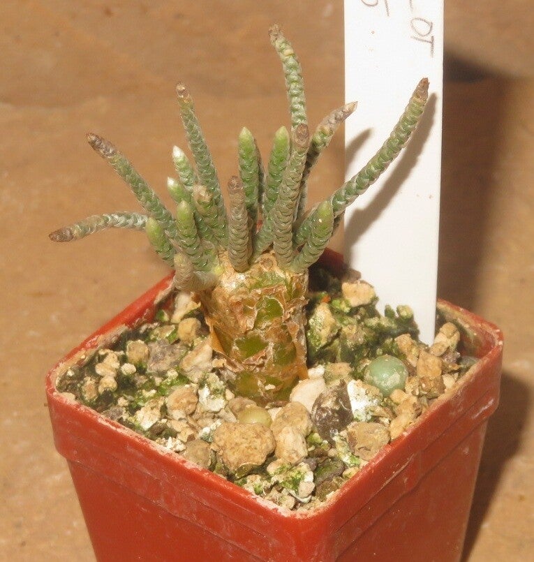 Avonia quinaria– Caudex
