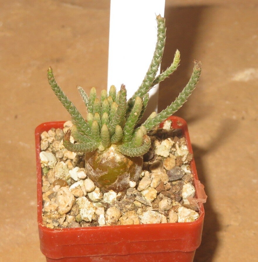 Avonia quinaria– Caudex