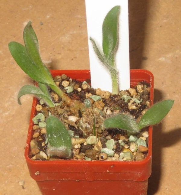 Ornithogalum hispidum – Bulb / Zwiebel
