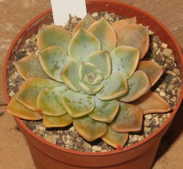 Echeveria cv Pretty in Pink variegata
