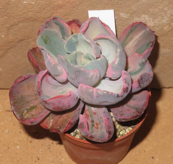 Echeveria cv Beyonce  Rainbow variegata