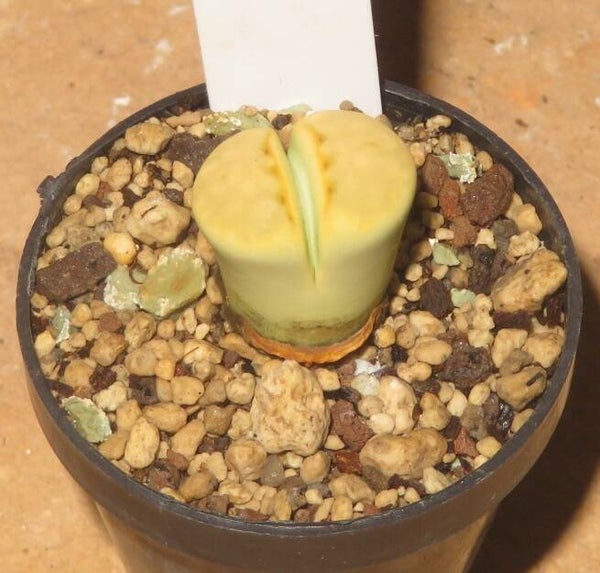 Lithops julii cv Peppermint Creme C297A