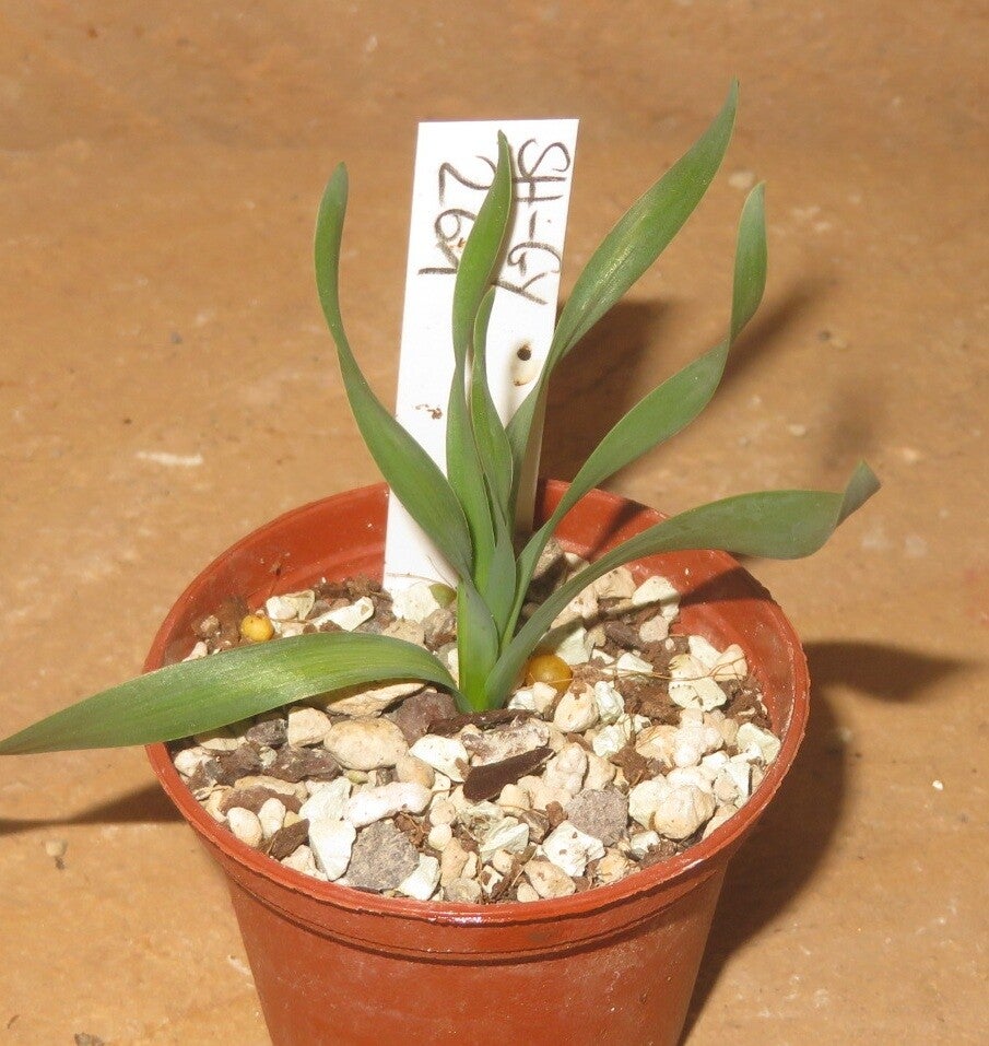 Albuca concordiana – Bulb / Zwiebel