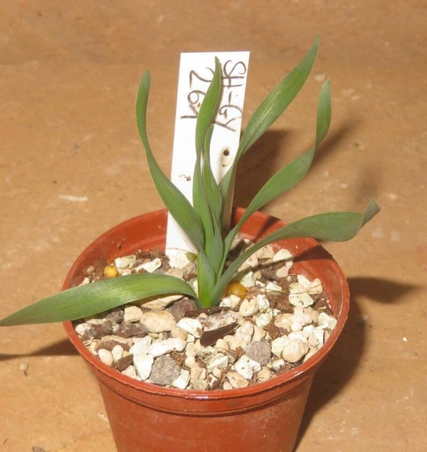 Albuca concordiana – Bulb / Zwiebel