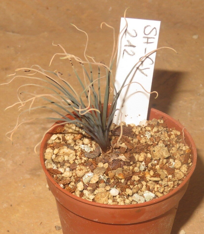 Bulbine torta – Bulb / Zwiebel