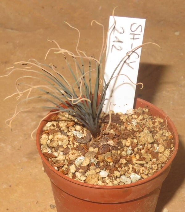 Bulbine torta – Bulb / Zwiebel