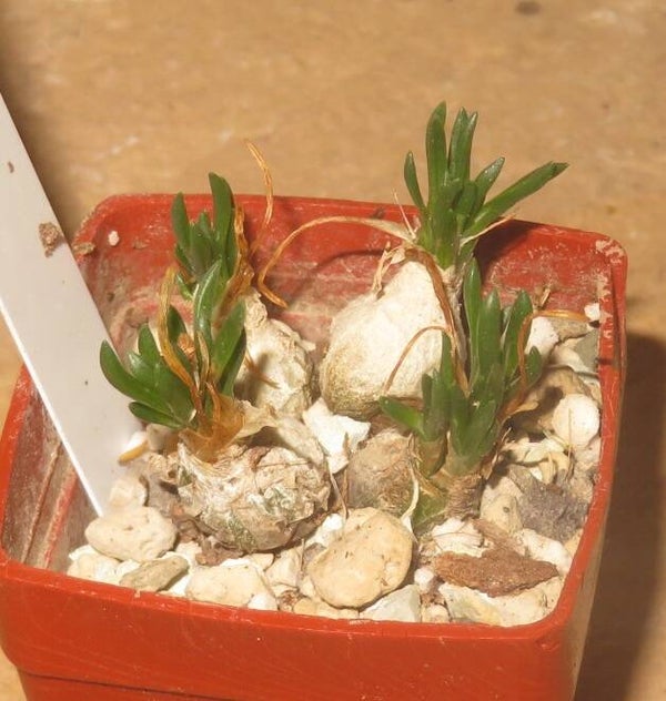 Ornithogalum lithopsioides – Bulb Zwiebel