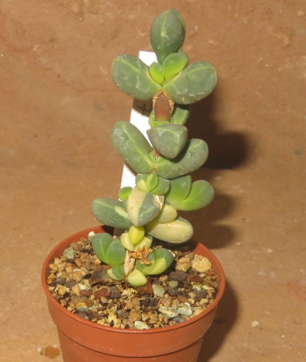 Delosperma lehmannii variegata