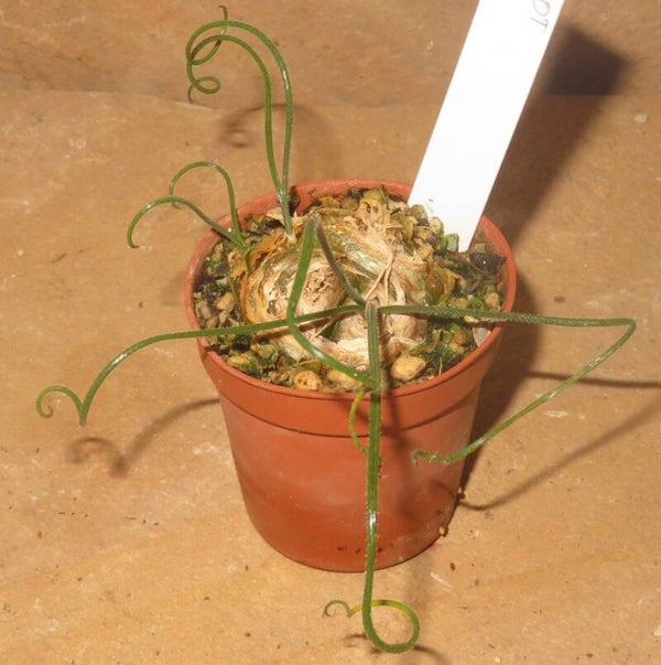 Albuca namaquensis – Bulb / Zwiebel