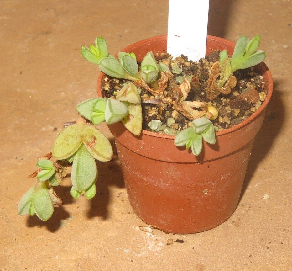 Braunsia maximiliani