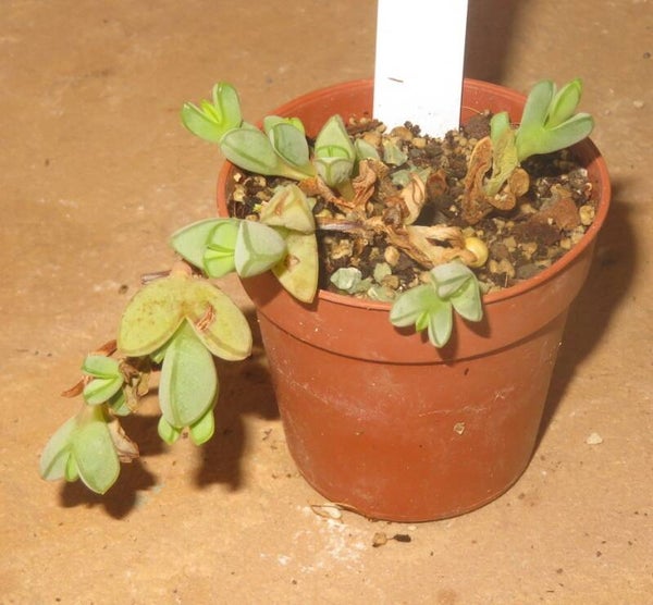 Braunsia maximiliani