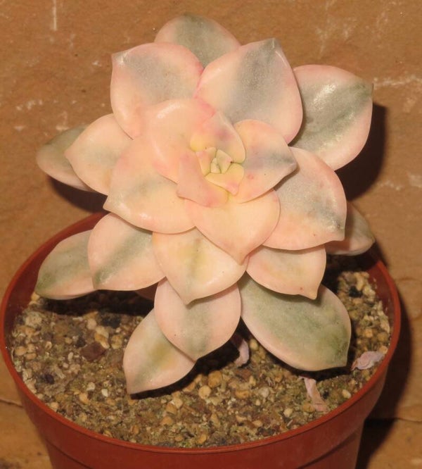 Graptopetalum cv Purple Delight variegata