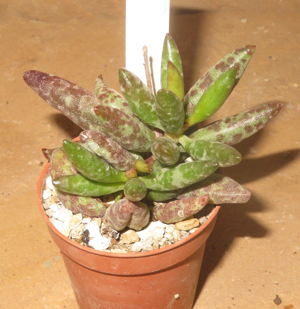 Adromischus filicaulis Red Egg