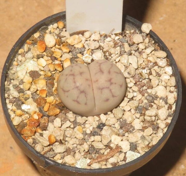 Lithops pseudotruncatella cv Nuwa Stone