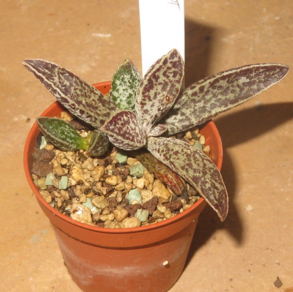 Adromischus marianae Clan William