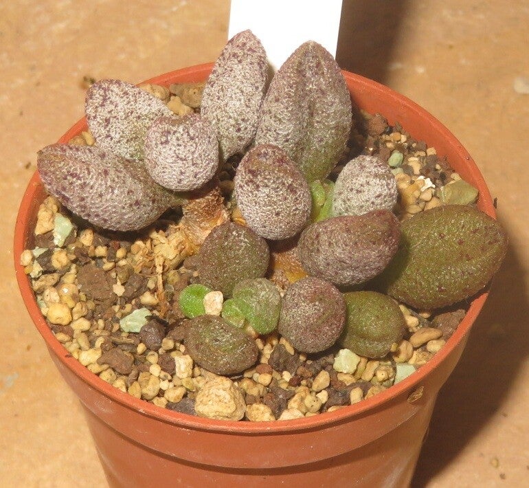 Adromischus marianae cv Silver Fountain