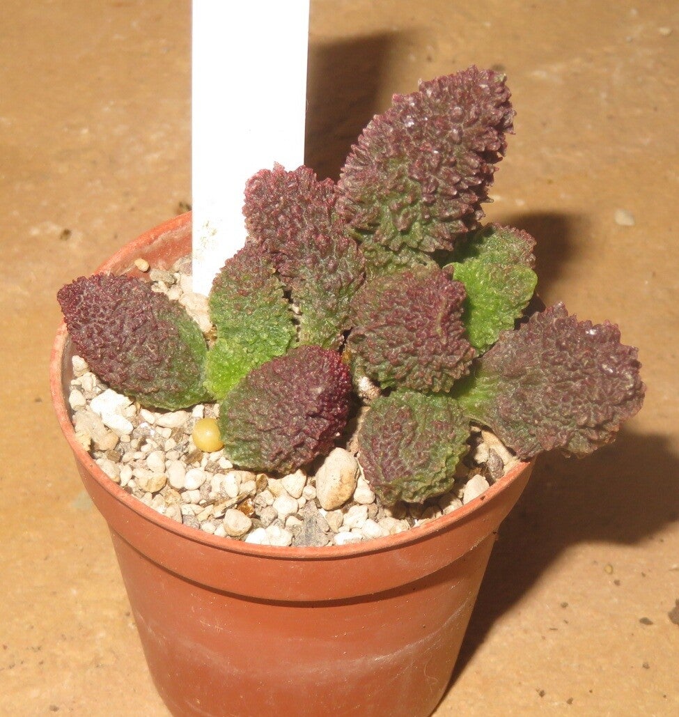 Adromischus marianiae f herrei Red Coral