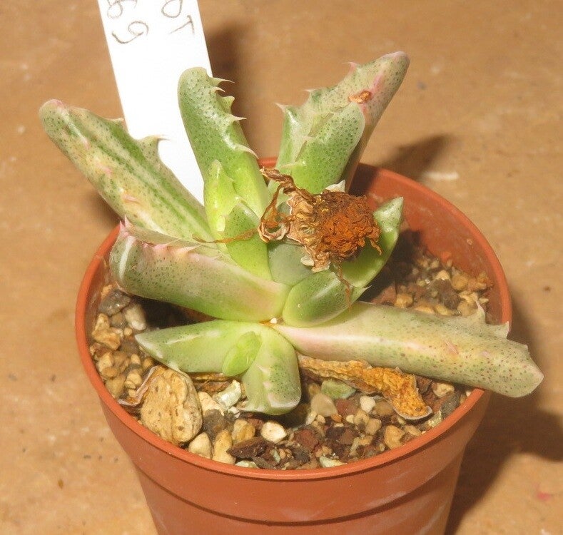 Faucaria tigrina variegata