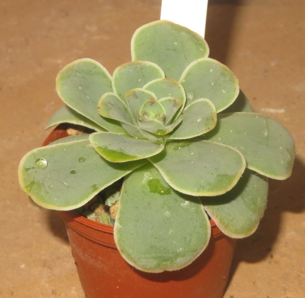 Greenovia Aurea Mountain Rose