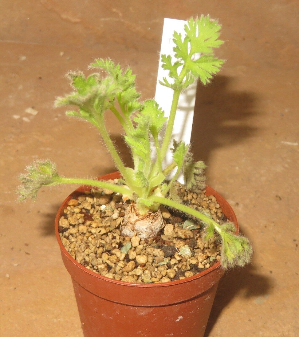 Pelargonium appendiculatum - Caudex