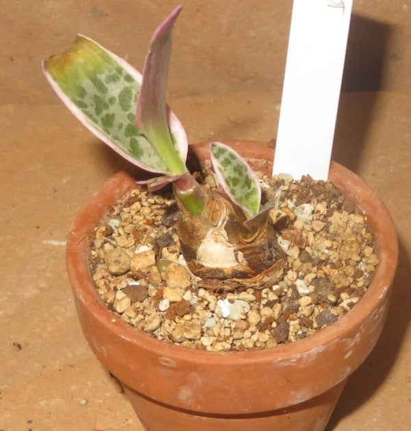 Ledebouria socialis Scilla violacea variegata – Bulb Zwiebel