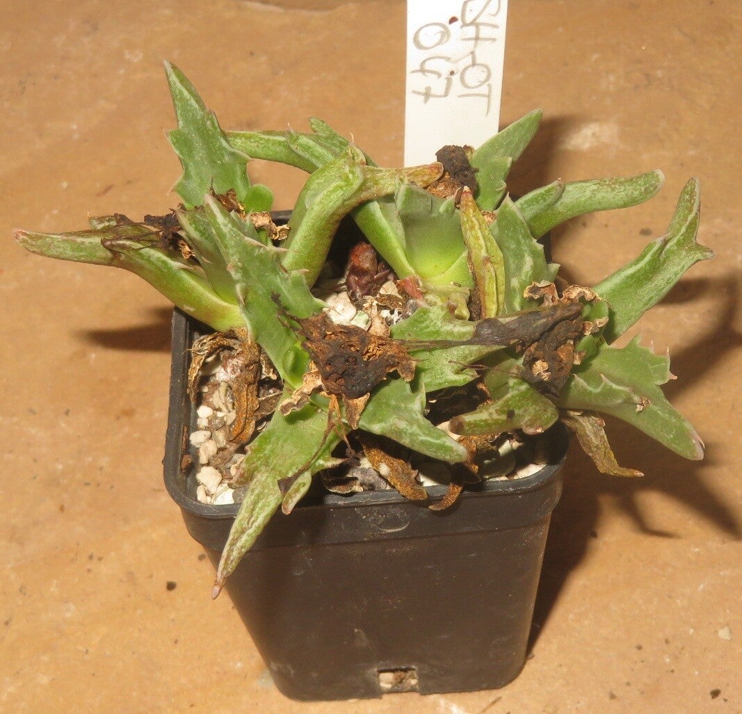 Faucaria tigrina monstrosa