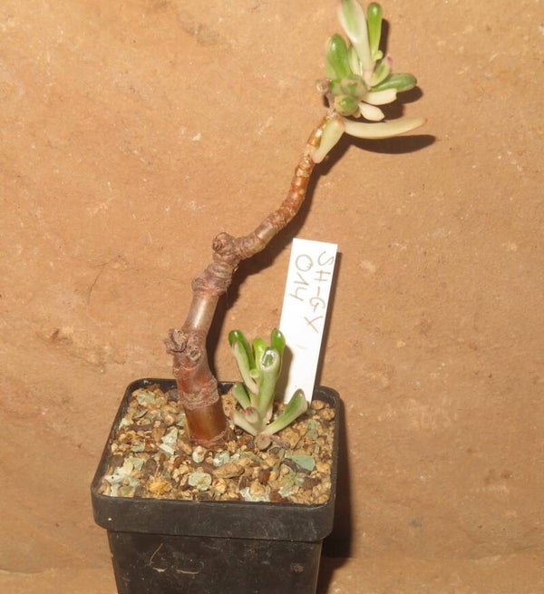Crassula argentea cv Gollum variegata