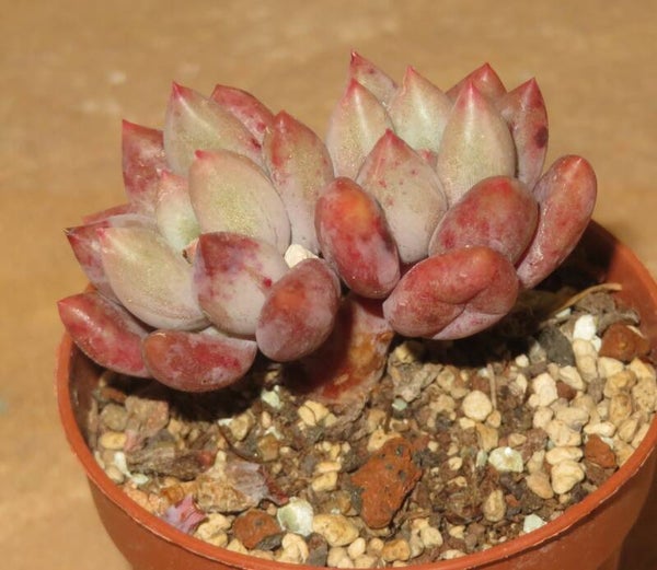 Echeveria cv VENUS - 2 Blätter / Blattstecklinge