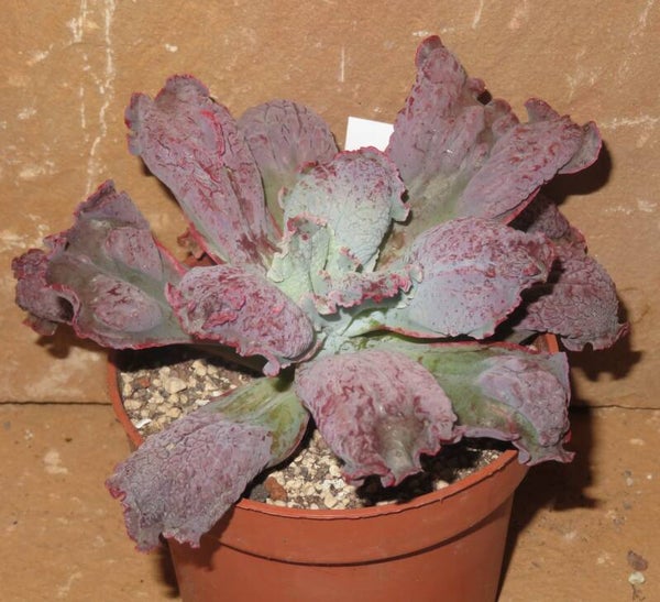 Echeveria cv Linguas