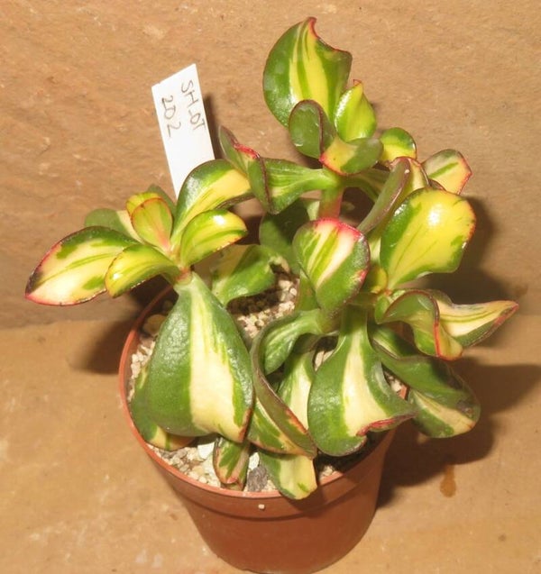 Crassula argentea cv Mikaeri Bijin variegata