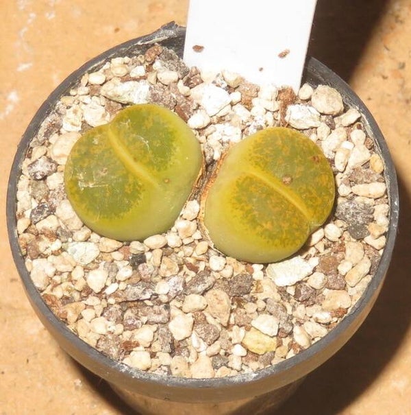 Lithops lesliei v. lesliei cv Albinica C36A
