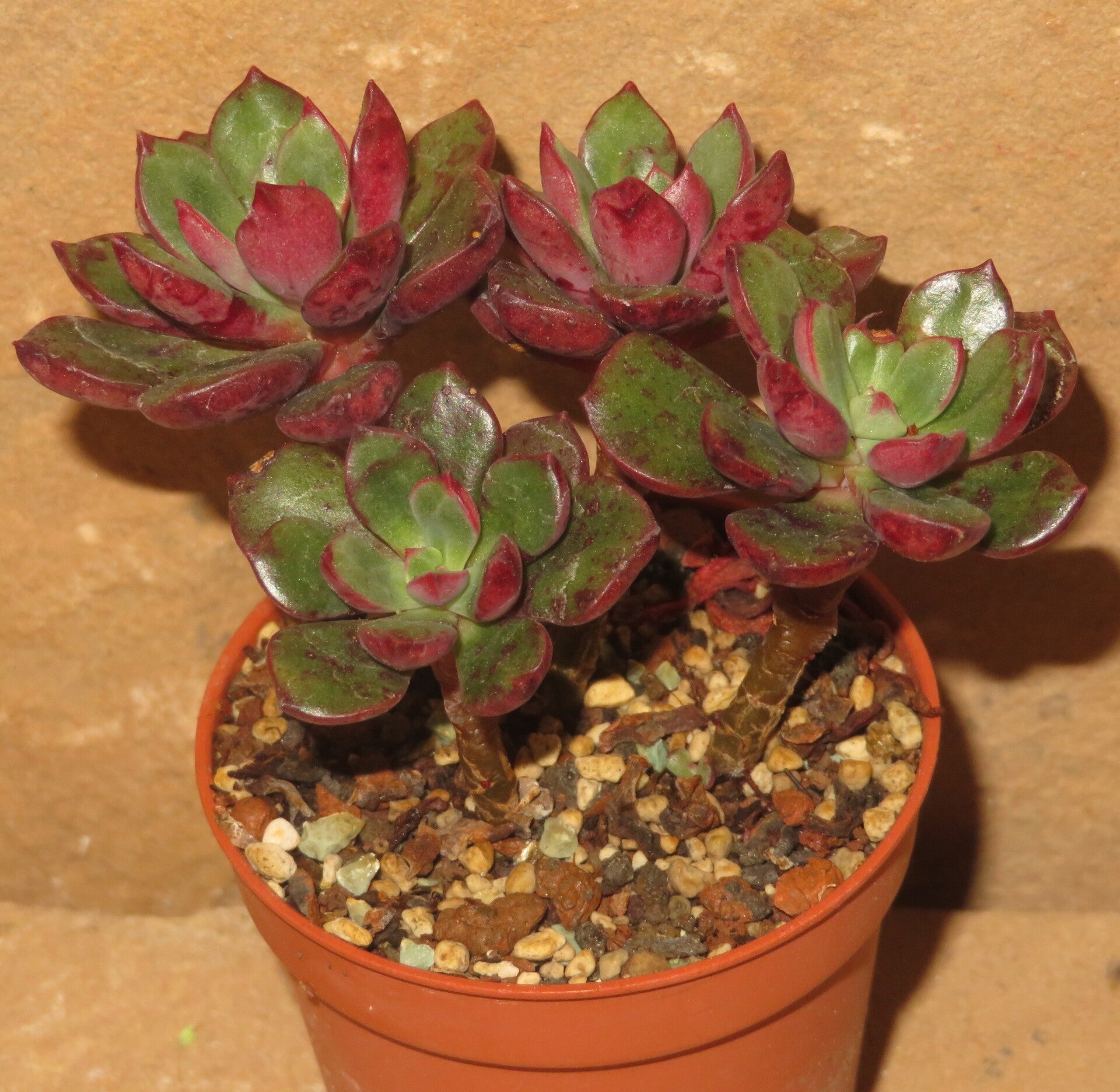 Echeveria alata - 2 Blätter / Blattstecklinge