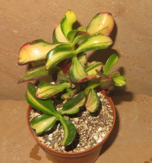 Crassula argentea cv Mikaeri Bijin variegata