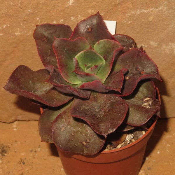 Echeveria cv Minigosaong