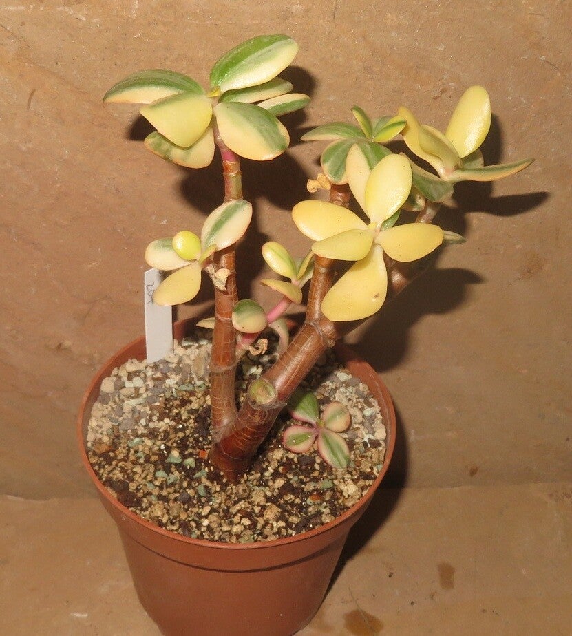 Crassula argentea cv Maruba NISHIKI variegata