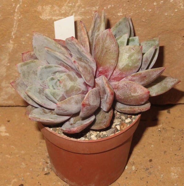 Echeveria cv German Champagne