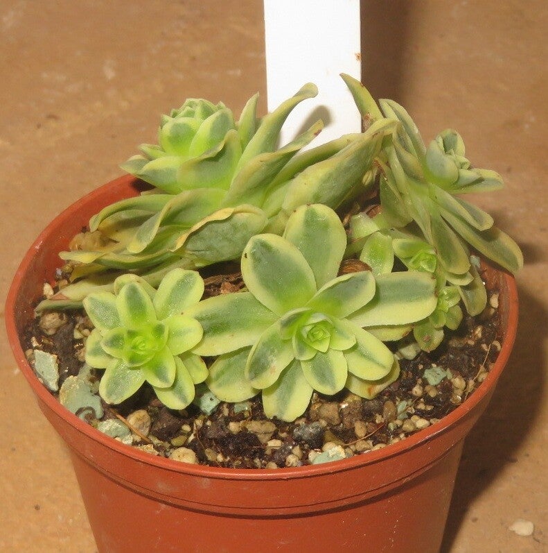 Greenovia variegata