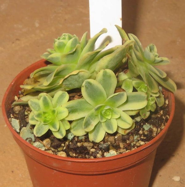 Greenovia variegata