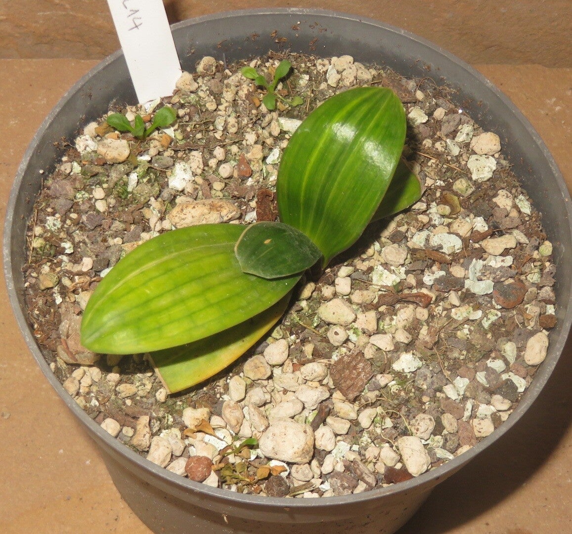 Clivia minata variegata – Klivie