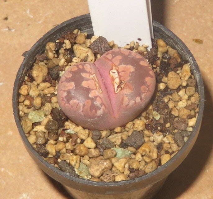 Lithops otzeniana cv Cesky Granat