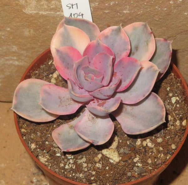 Echeveria cv Rainbow variegata
