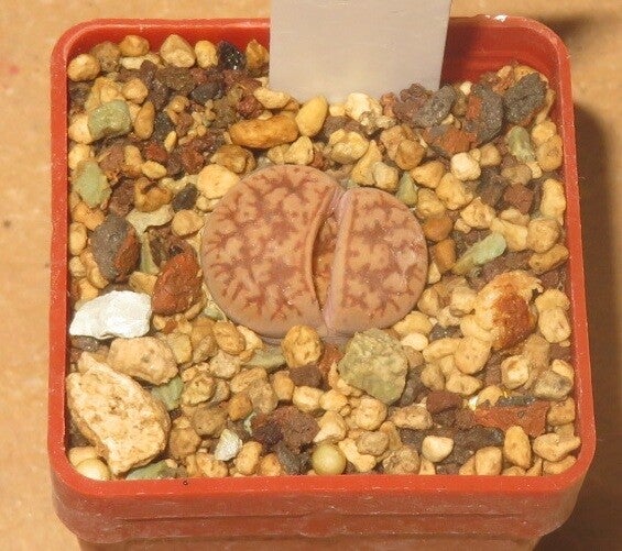 Lithops gesinae