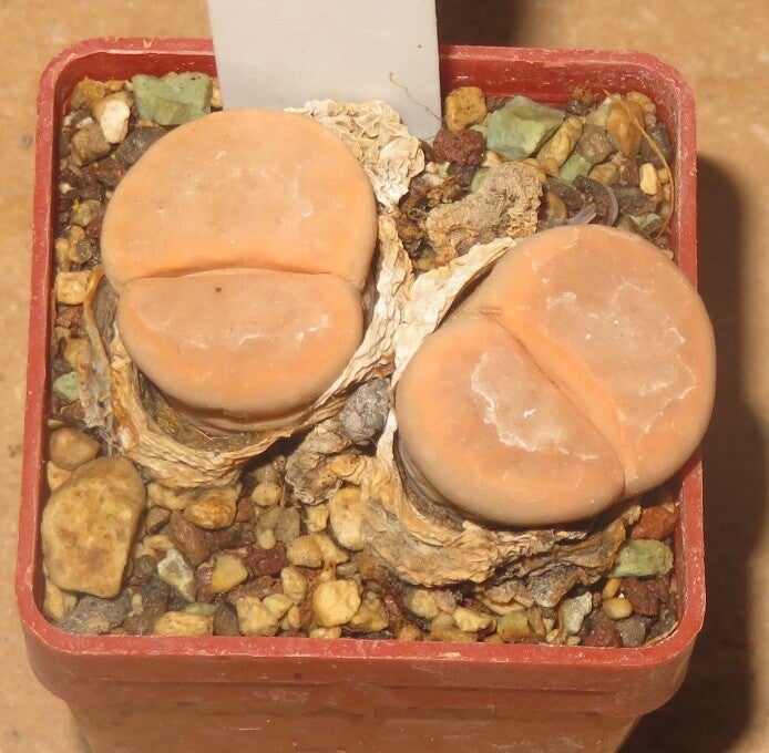 Lithops karasmontana v. karasmontana Mickbergensis