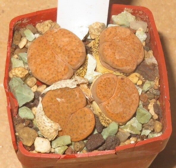 Lithops fulviceps v. fulviceps
